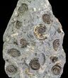 Ammonite Fossil Slab - Marston Magna Marble #63509-1